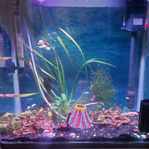 Aquarium 75 liters like new with live plants and accessories