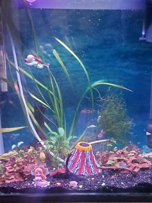 Aquarium 75 liters like new with live plants and accessories