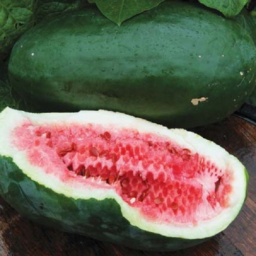 Black Diamond watermelon seeds, pack of 20, traditional variety