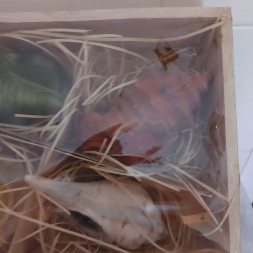 Wooden box with 4 terracotta sea shell candles, new