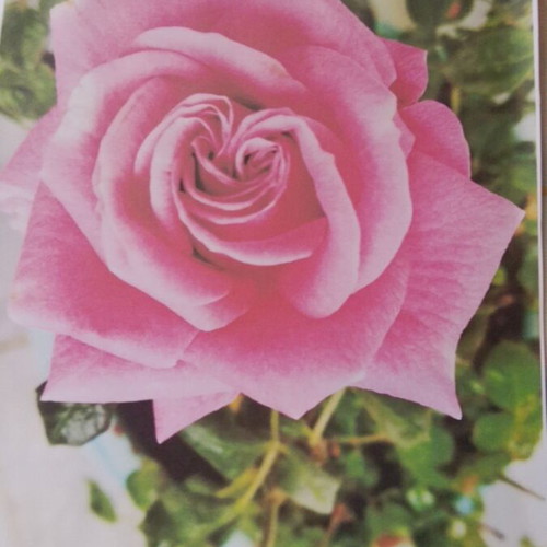 Photos of flowers on matte paper, set of 2, 25x19.5 cm, new