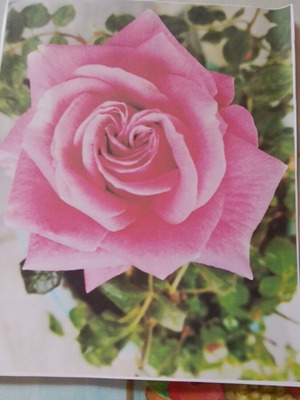 Photos of flowers on matte paper, set of 2, 25x19.5 cm, new