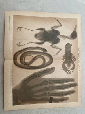 Collectible engraving like new