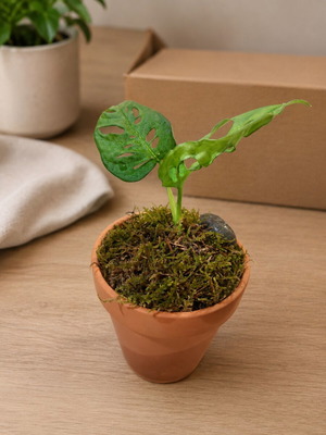 Monstera monkey in clay pot with saucer