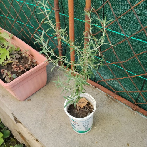 Young rosemary plant Salvia rosmarinus Rosmarinus officinalis