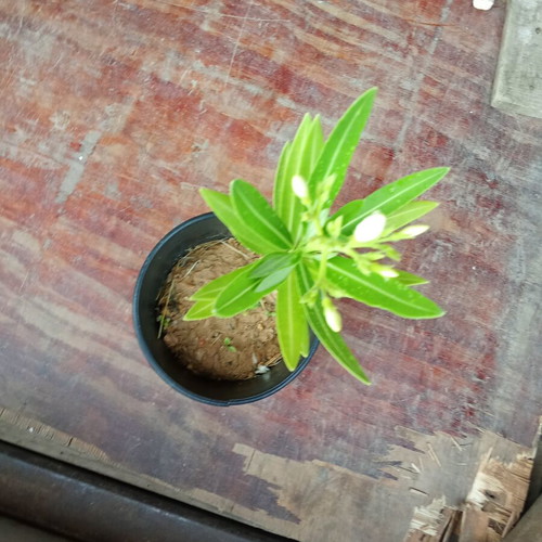 White Nerium Oleander plant new