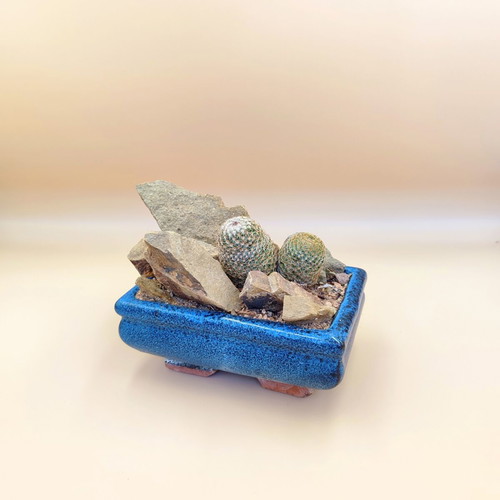 Mammillaria cacti in ceramic pot new