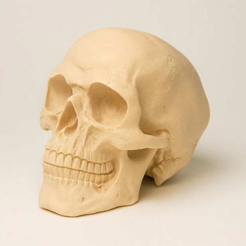 Full Size Skull in White or Black
