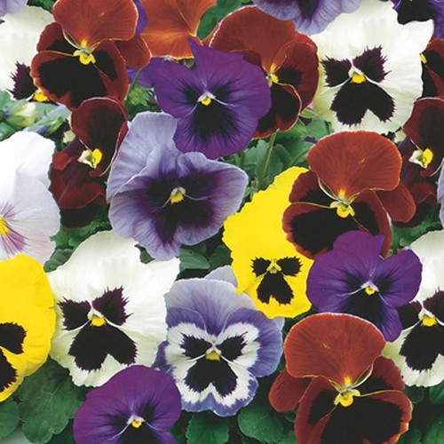 Viola Pansy flower seeds, pack of 20, multicolored ornamental plant