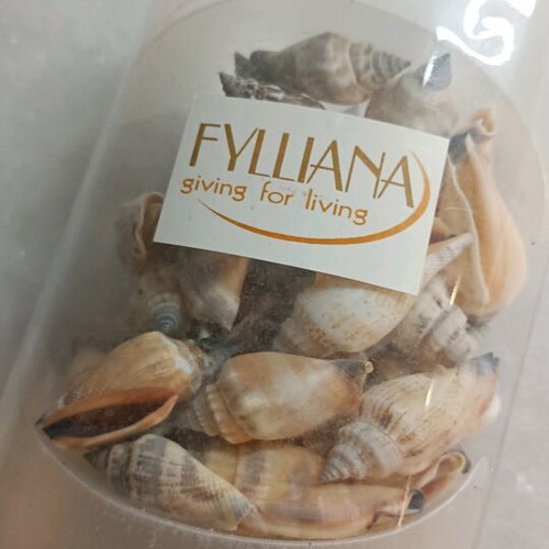 Fylliana decorative shells new, pack
