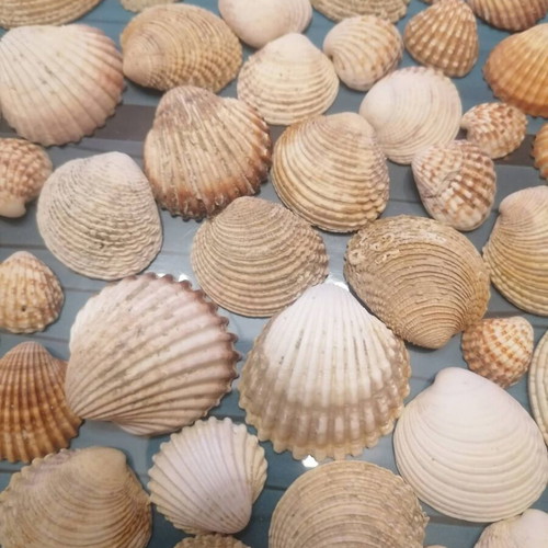 720 seashells various designs and sizes