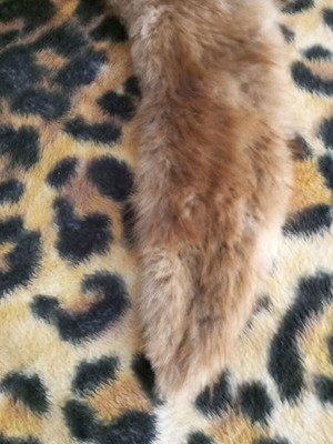 Fur collar like new, beige brown, probably natural