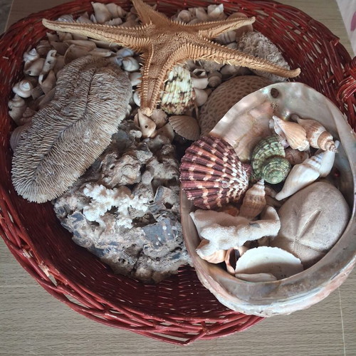Basket with seashells like new