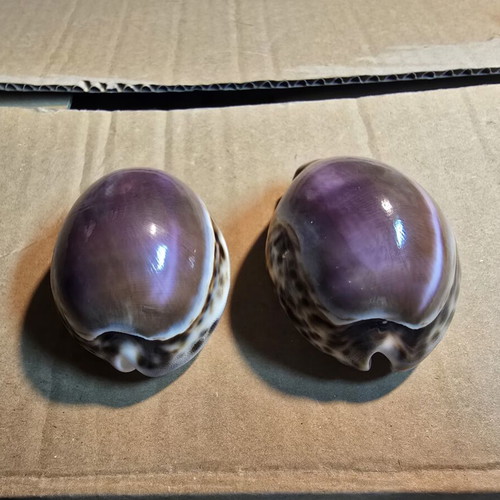 Set of 2 Purple Top Tiger Cowrie decorative shells