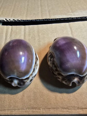 Set of 2 Purple Top Tiger Cowrie decorative shells