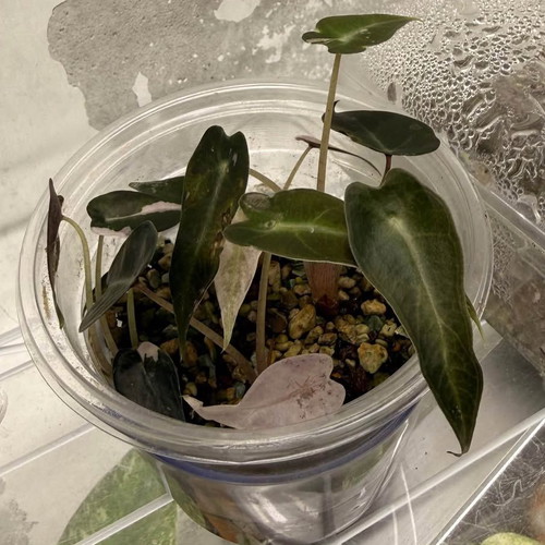 Alocasia Black Velvet Pink Variegata new plant
