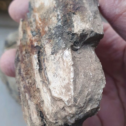 Petrified wood from Greece new
