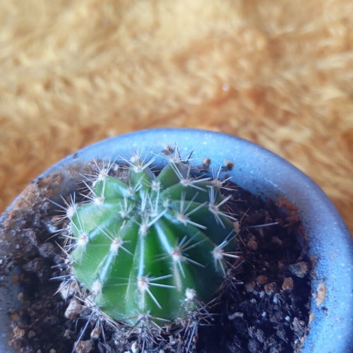 Echinopsis cactus in ceramic pot new