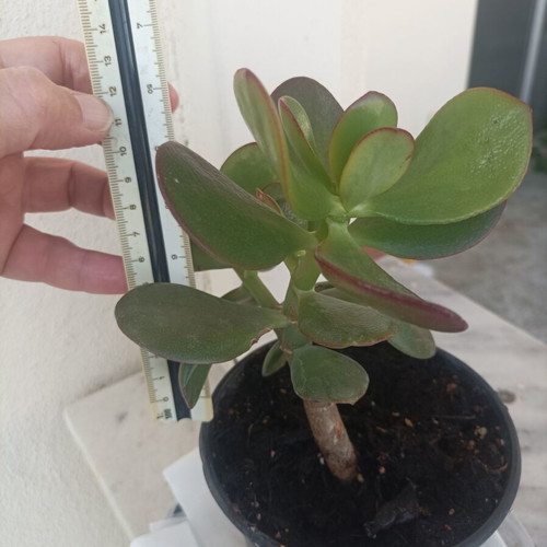 Crasula ovata succulent plant, 12-15 cm tall