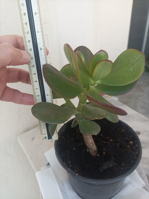 Crasula ovata succulent plant, 12-15 cm tall