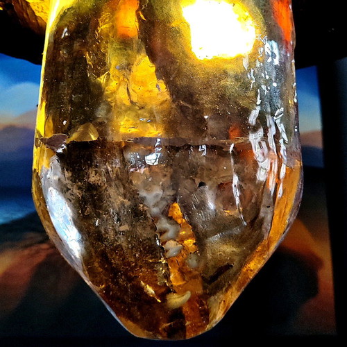 Ceiling light with wild boar skull and wood base made to order