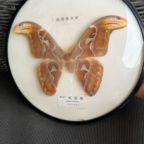Attacus atlas moth like new, known as Atlas moth