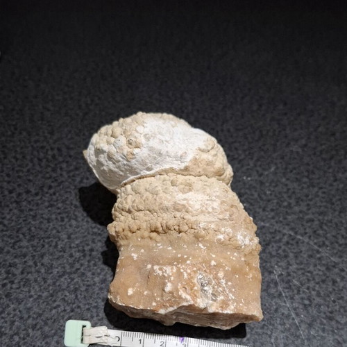 Fossilized Horn Coral with Calcite Crystals like new, 545g