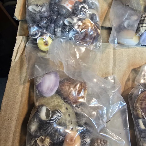 Decorative seashell set, 4 sealed bags for crafts