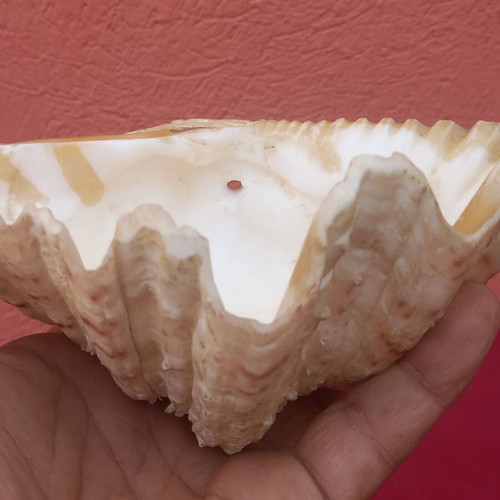 Large clam shell 20×14×10 cm, with hole for hanging or lamp