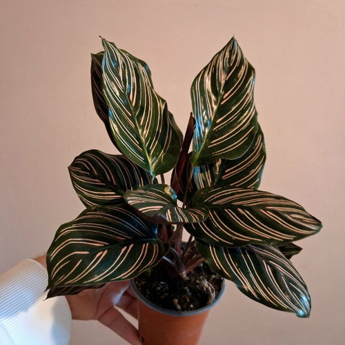 Calathea ornata plant 15cm - 20cm new