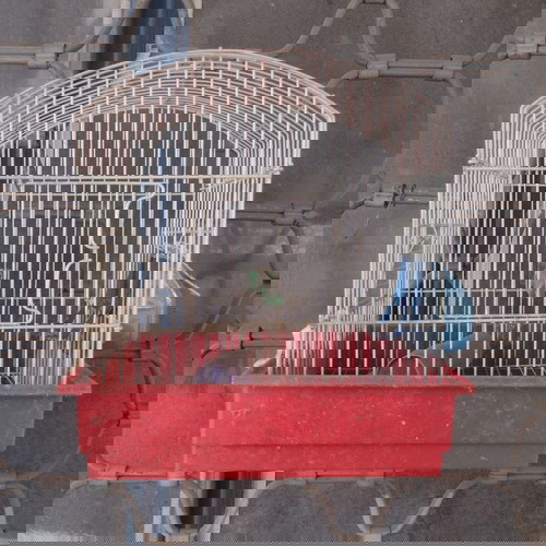 Κλουβί για πουλιά μεταχειρισμένο