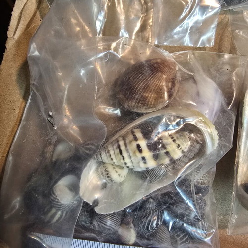 Decorative seashell set, 4 sealed bags for crafts
