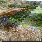  Κτήμα 19 στρεμάτων στη θέση Καλαμίσι Τήνου