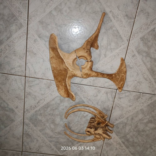 T-Rex Dinosaur Skeleton used, incomplete parts from magazine