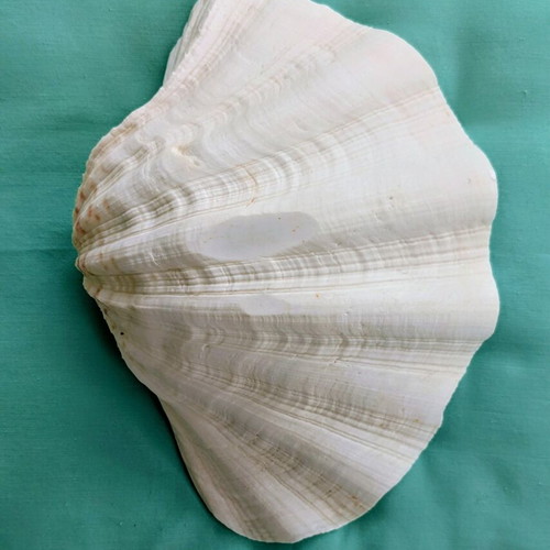 Large natural seashell 20 x 15 x 7 cm like new