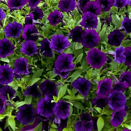 Petunia flower seeds, deep purple-blue, pack of 25