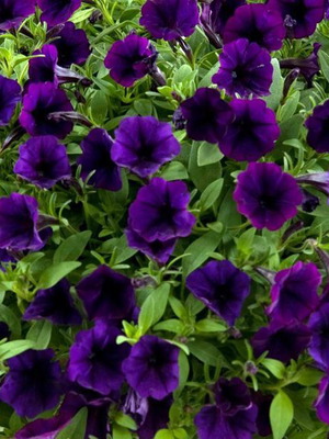 Petunia flower seeds, deep purple-blue, pack of 25
