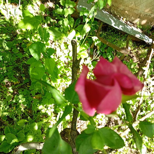Red rose cutting new, large and fragrant