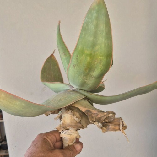 Aloe Striata new, large specimen with 23cm caudex