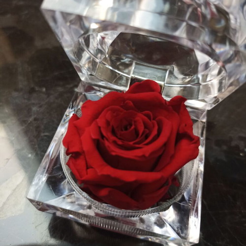 Eternal Rose miniature 5x5, like new, dried