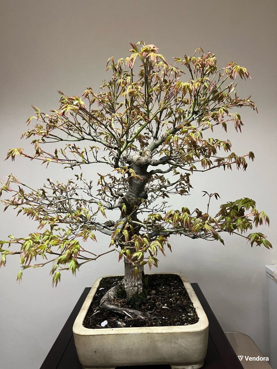 bonsai ginseng ingrijire Ficus Ginseng Bonsai | Care Guide and Pro Tips - Delivery from Toronto  across Canada
