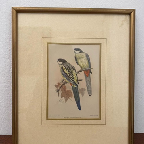 Handmade Brown Parakeet Lithograph 1896 by H. Goodchild like new