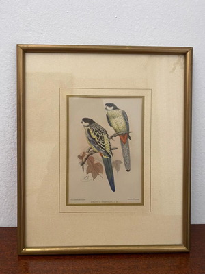 Handmade Brown Parakeet Lithograph 1896 by H. Goodchild like new