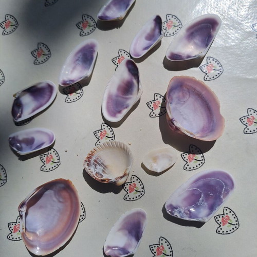 Set of 13 natural seashells for decoration and crafts, like new
