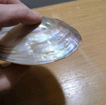 Decorative shell new