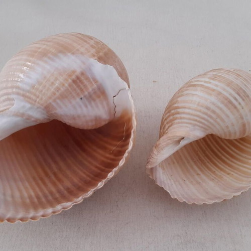 Sea shells used, pack of 5 pieces