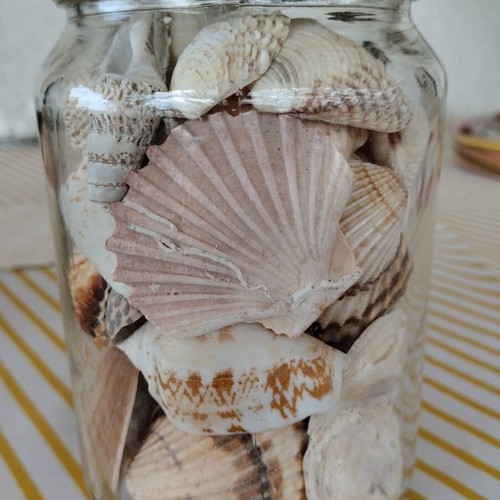 Jar with natural seashells like new