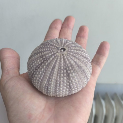 Sea Urchin Shell like new for decoration and impression