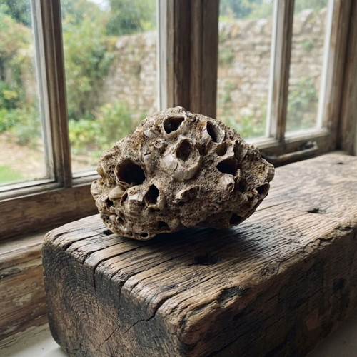 Fossils like new, coral and ancient shell