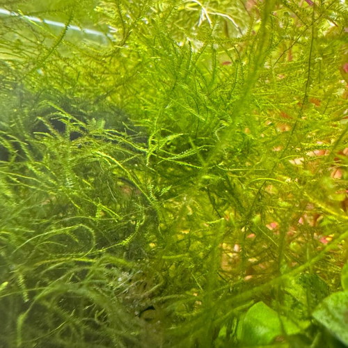Taxiphyllum barbieri Bogor Moss aquarium plant new